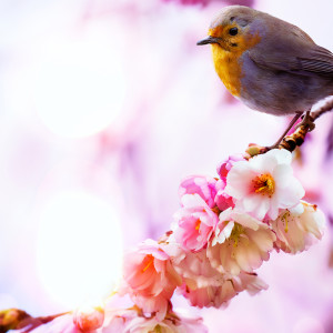 Little Bird and Orchid